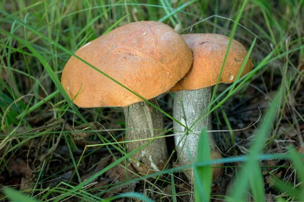 Par Dois Grandes Cogumelos Que Crescem Sob Aspenos — Fotografia de Stock
