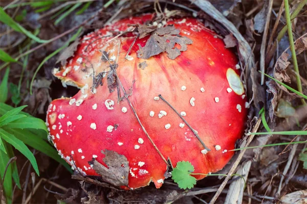 Vermelho Cogumelo Mosca Agaric Closeup — Fotografia de Stock