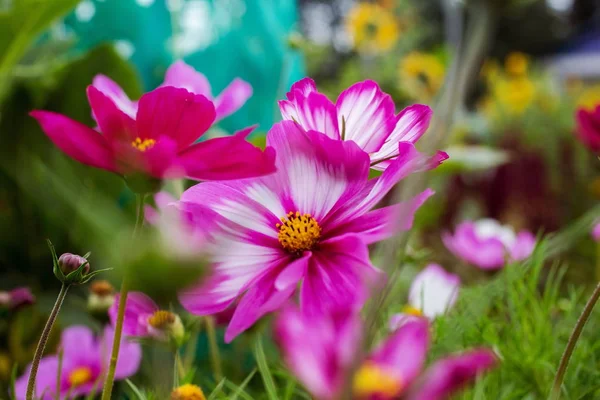 Schöne Sommerblumen Aus Nächster Nähe Für Postkarte — Stockfoto