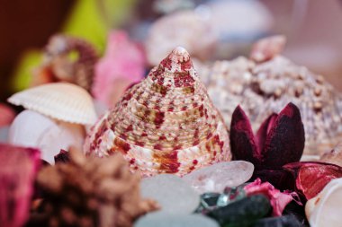 Çeşitli deniz kabukları, cam parçaları, taşlar ve kurumuş çiçek yaprakları.