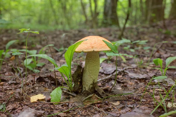 Cogumelo Álamo Cresce Floresta Lado Plantas — Fotografia de Stock