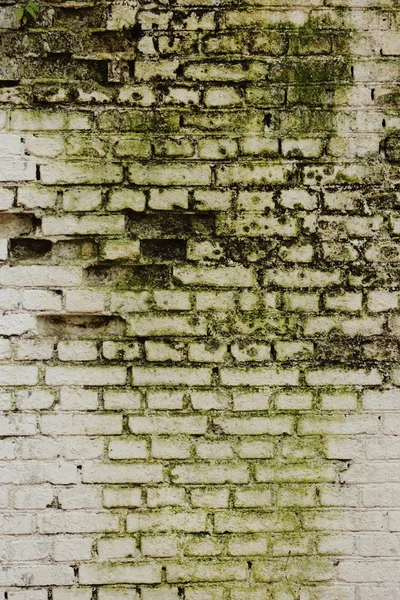Fragment White Brick Wall Overgrown Moss — Stock Photo, Image