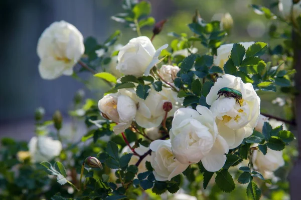 庭のカブトムシとバラ — ストック写真