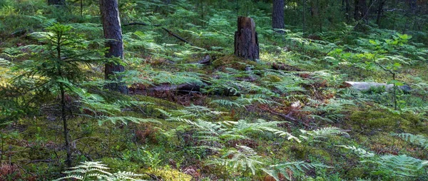 Fougère Dans Une Forêt Conifères Panorama — Photo