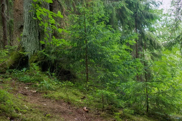 Çam Ladin Biraz Yaprak Döken Orman Tepe — Stok fotoğraf