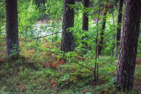 Kiefern Fichten Und Ein Bisschen Laubwald — Stockfoto