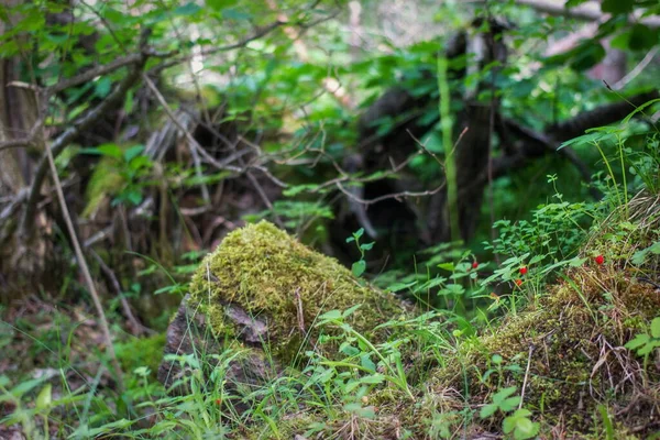 Skoglig Etud Vacker Struktur Skogen — Stockfoto