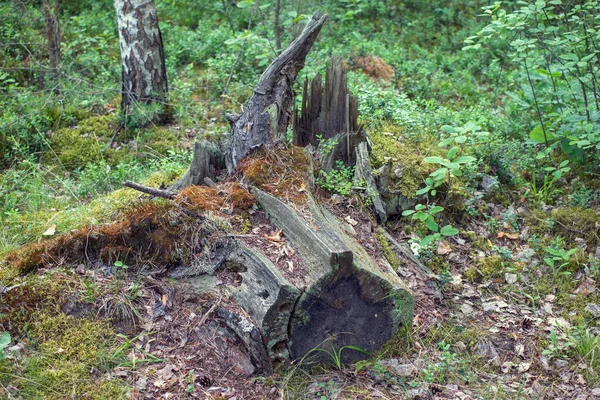 Foto Aus Dem Wald Unter Den Füßen Serie — Stockfoto