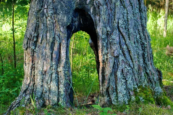 Ağacın Düzensizliği Kemere Benziyor — Stok fotoğraf