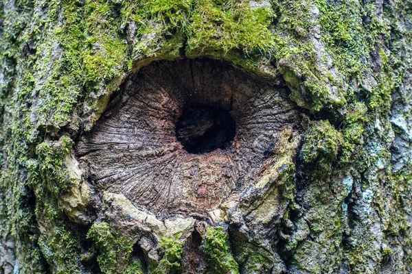 Ağacın Standartsızlığı Göze Benziyor — Stok fotoğraf