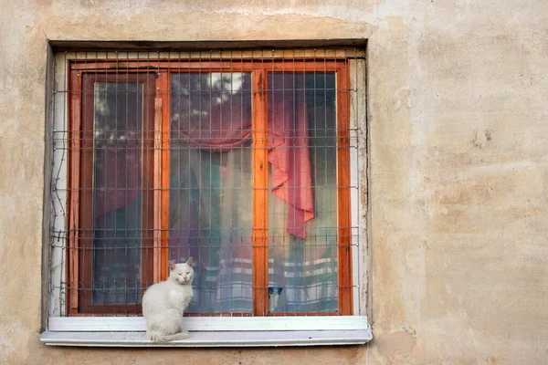White cat near an old window