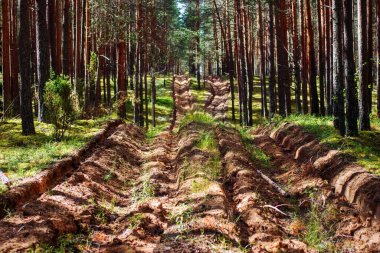 Çam ormanında simetrik yollar