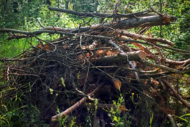 Bir odun ve odun yığını.