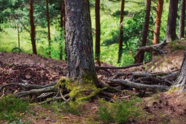 Çam ladin ormanının bir parçası.