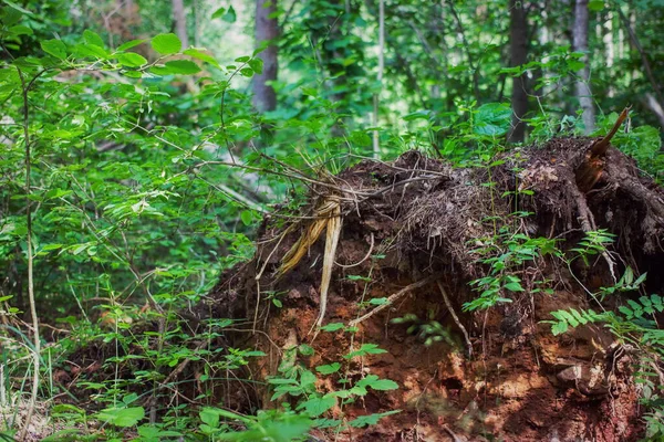 Orman Yaz Eskizi Ormanın Güzel Dokusu — Stok fotoğraf