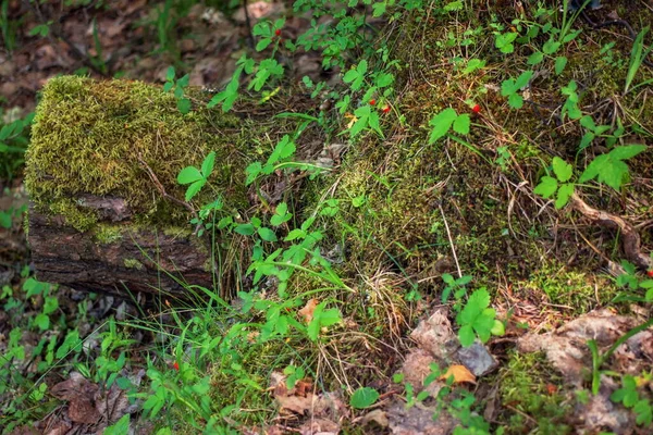 Wald Etude Schöne Textur Des Waldes — Stockfoto