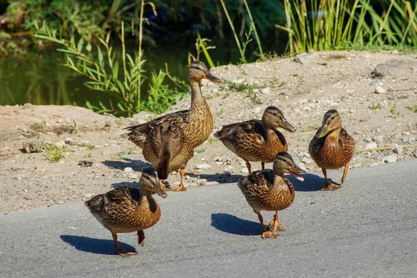 Ente Mit Erwachsenen Entchen — Stockfoto