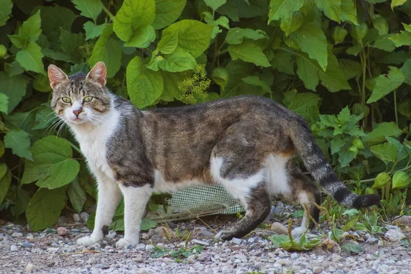 Gatto Fumoso Uno Sfondo Piante Pietre — Foto Stock