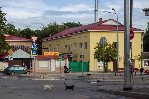 Коти Ходять Головній Площі Міста Печора — стокове фото