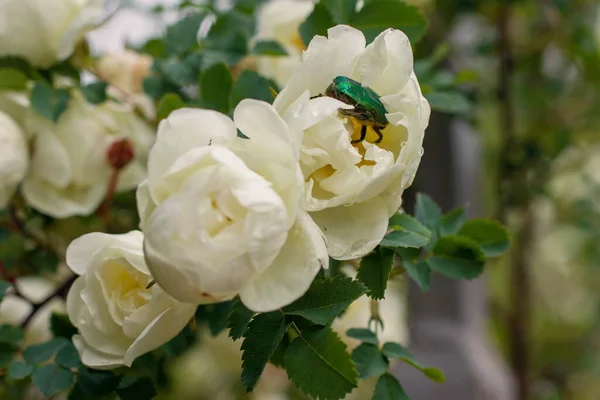 エメラルドグリーンのカブトムシが白いバラに登る — ストック写真
