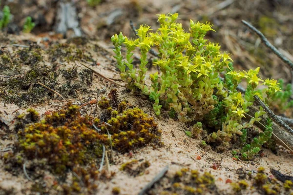 Mousse Fleurs Dans Forêt — Photo