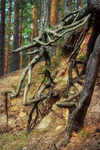 Radici Strutturate Dei Pini Sono Uscite Dopo Crollo Del Paesaggio — Foto Stock