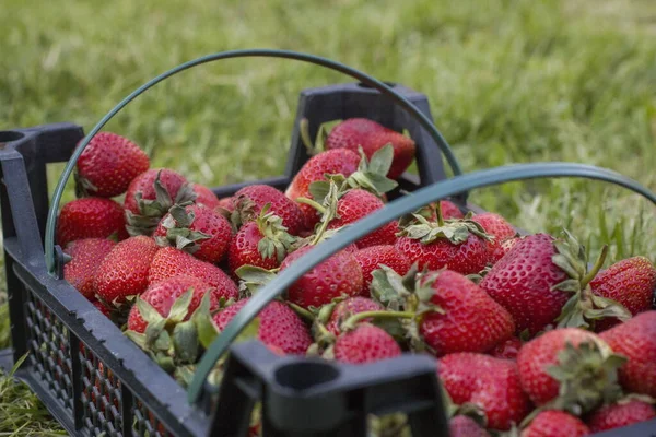 Strawberry Crop Box — Stock Photo, Image