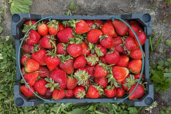 Strawberry Crop Box — Stock Photo, Image