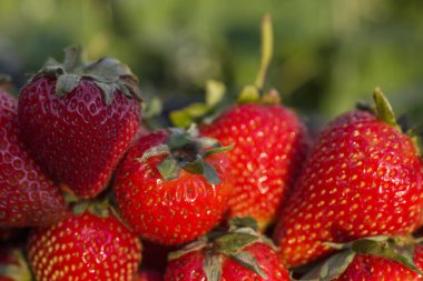 Büyük ve doğal çilek. Yakın plan.