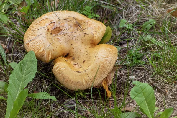 Porco Cogumelos Uma Perna Grossa Perto — Fotografia de Stock