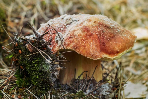 Grande Cogumelo Porcini Areia Branca — Fotografia de Stock