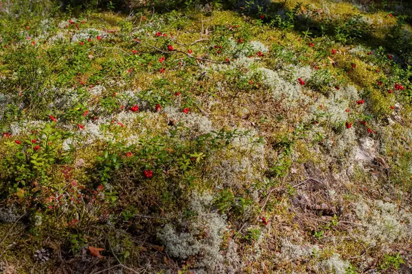 Naturliga Skogsbär Tranbär Naturen — Stockfoto