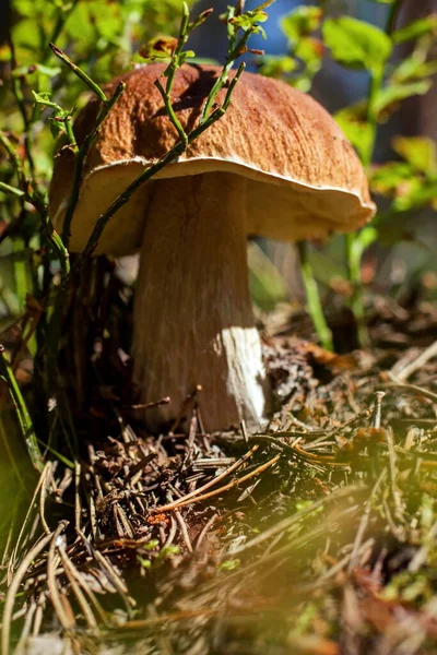 Cogumelo Porcini Meia Idade Close — Fotografia de Stock