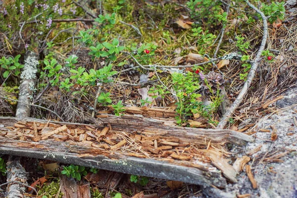 Preiselbeeren Unter Den Füßen Einem Kiefernwald — Stockfoto