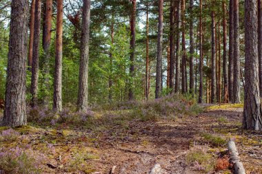 Çam ağaçları ve Heather parçalarıyla dolu orman manzarası
