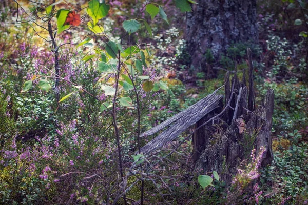 带希瑟和树桩的林地草图 — 图库照片