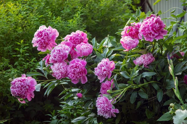 Blooming Peonies Garden Lilac Purple Shade — Stock Photo, Image