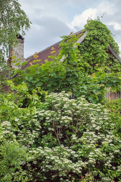 Ups Viburnum Blüht Der Nähe Der Hütte Mit Bindgras Überwuchert — Stockfoto