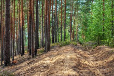 Yaz manzarası çizimleri bir çam ormanından