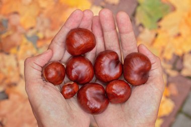 Kestaneler sonbahar arkaplanındaki kadınların ellerinde