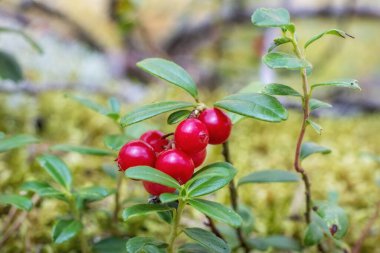 Doğal orman kızılcıkları kumlu topraktan büyüyor.