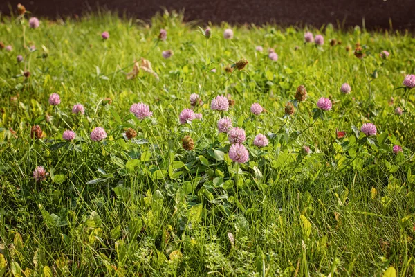 Autumn Red Clover Lawn Lawn — Stock Photo, Image