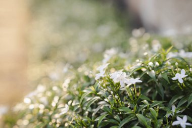 Beyaz Fırıldak Yasemin genellikle süs bitkisi olarak kullanılmak üzere yetiştirilir..