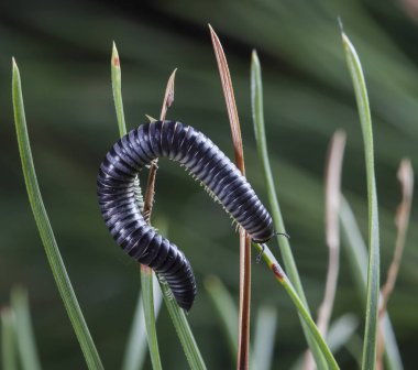 yerli bir habitat bir dal üzerinde julidae myriapod