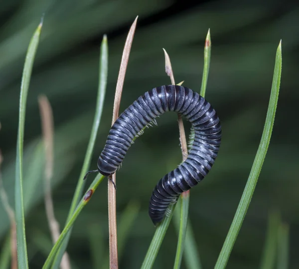 Myriapod Julidae Ветке Родной Среде Обитания — стоковое фото