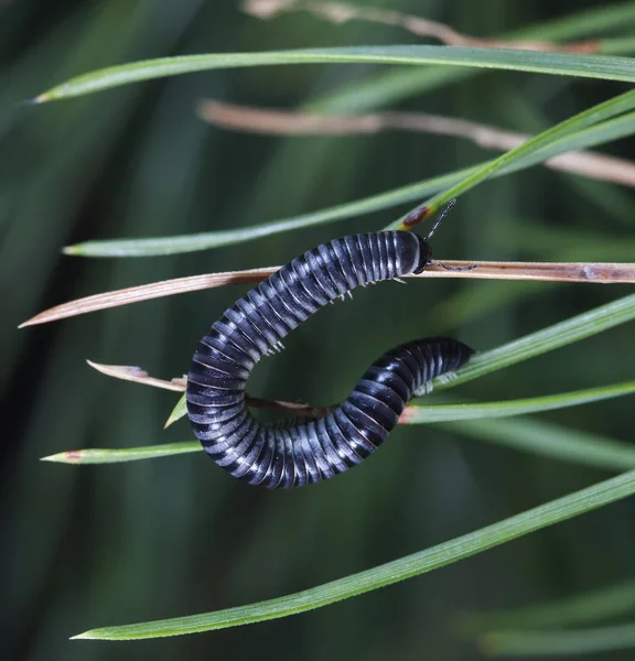 Myriapod Julidae Ветке Родной Среде Обитания — стоковое фото