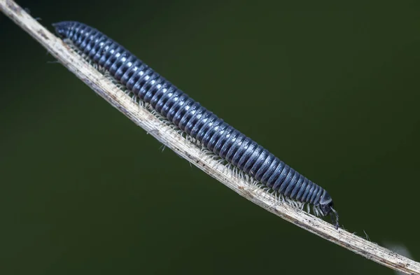 Mirípodo Julidae Una Rama Hábitat Nativo — Foto de Stock