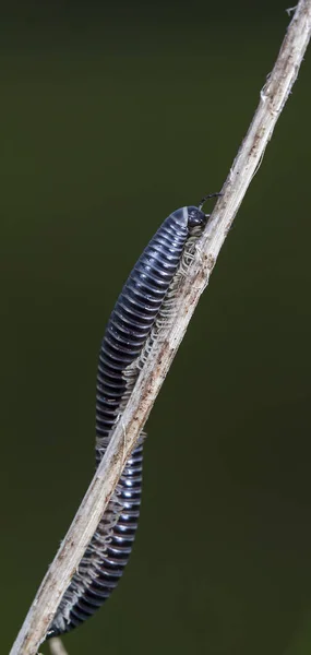 Julidae Myriapod Natív Élőhelyen — Stock Fotó