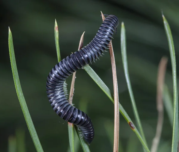 Miriapode Julidae Ramo Habitat Nativo — Foto Stock