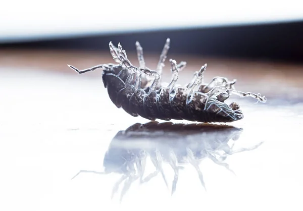 Myriapode Julidés Sur Une Branche Dans Habitat Indigène — Photo